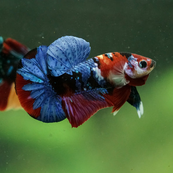 Multicolor/Galaxy Koi Plakat -16 weeks Old