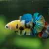Multicolor/ Galaxy Koi Plakat- Female- 13 Weeks Old