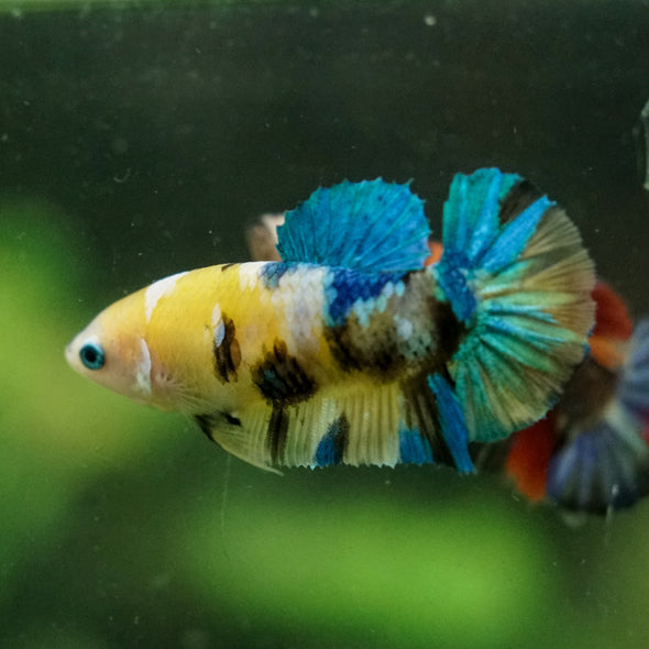 Multicolor/ Galaxy Koi Plakat- Female- 13 Weeks Old