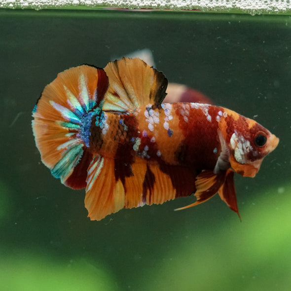 Multicolor/Galaxy Koi Plakat -14 weeks Old