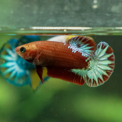 Red Fancy Plakat 13 Week Old- Female