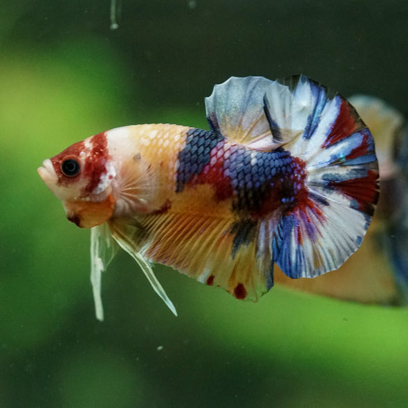 Multicolor/Galaxy Koi Plakat -11 weeks Old