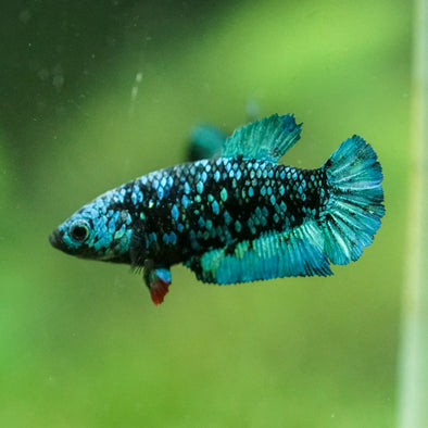 Black Galaxy Koi Plakat (Avatar) - Female- 13 Weeks Old