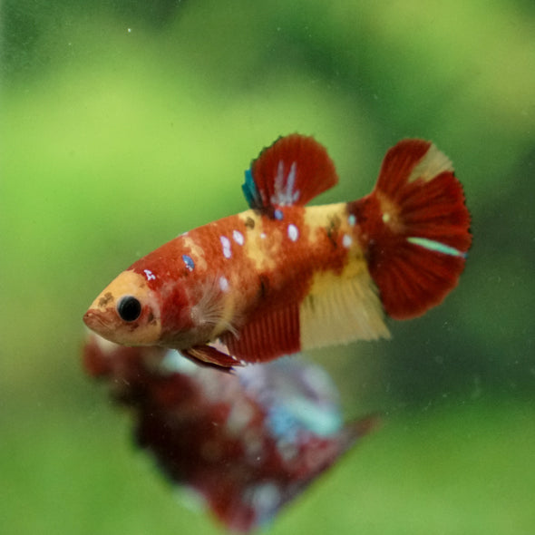 Multicolor/ Galaxy Koi Plakat - Female- 13 Weeks Old