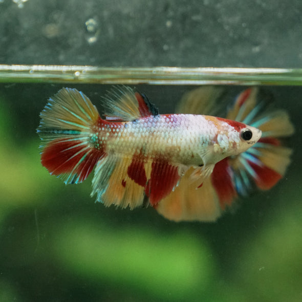 Multicolor/ Galaxy Koi Halfmoon- Female- 13 Weeks Old