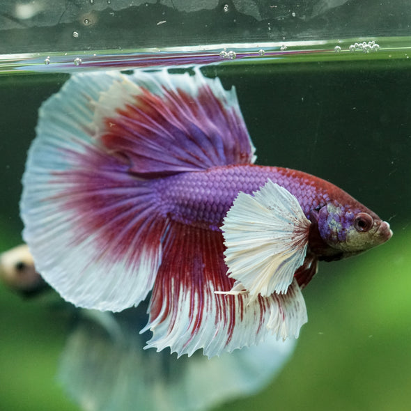 Dumbo Halfmoon - 11 weeks old