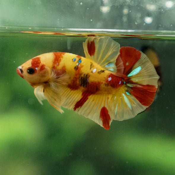 Multicolor/Galaxy Koi Plakat -13 weeks Old