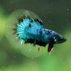 Black Base Galaxy/Candy Koi Halfmoon - 14 weeks old