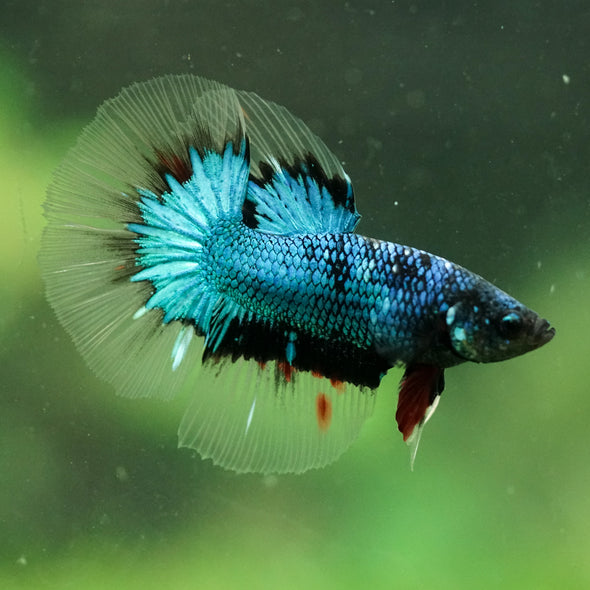 Black Base Galaxy/Candy Koi Halfmoon - 14 weeks old
