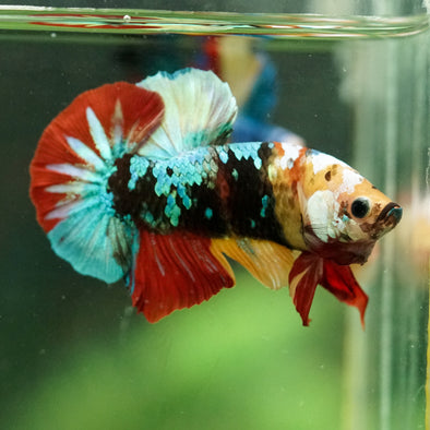 Multicolor/Galaxy Koi Plakat -16 weeks Old