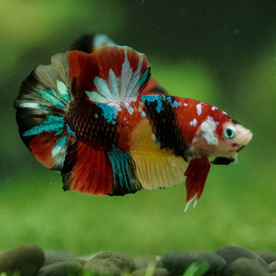 Multicolor/Galaxy Koi Plakat -16 weeks Old