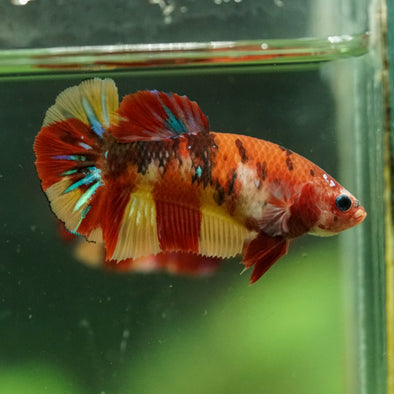 Multicolor/ Galaxy Koi Plakat- Female- 13 Weeks Old