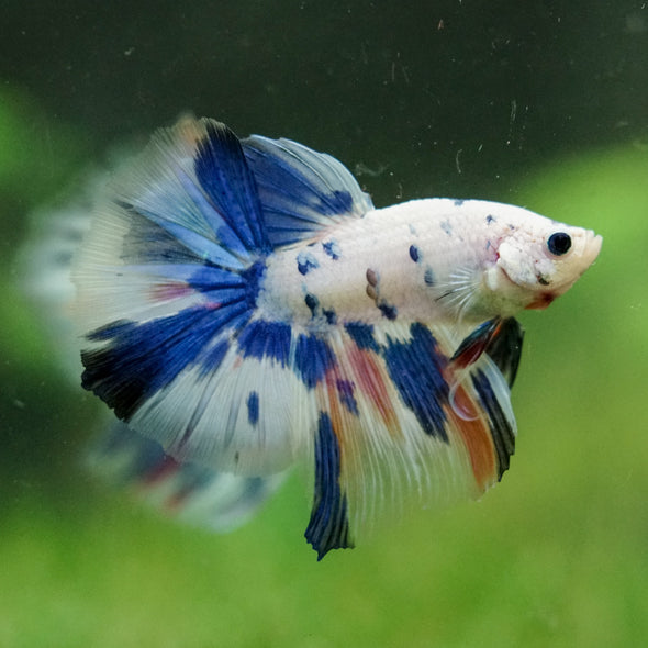 Galaxy/Candy Koi Halfmoon - 14 weeks old