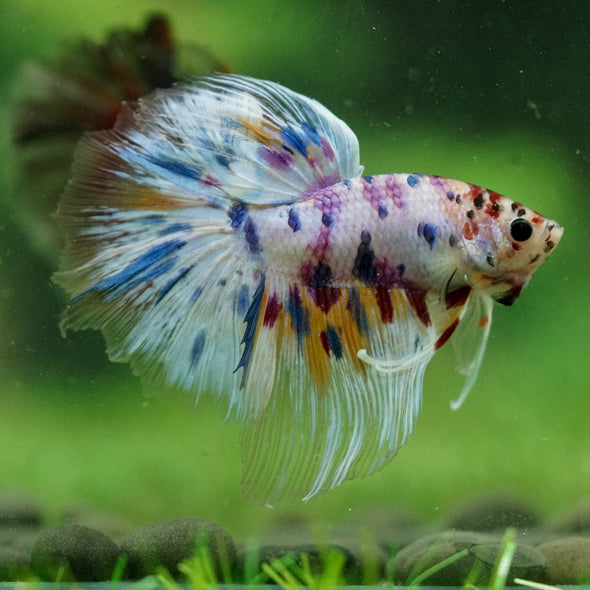 Galaxy/Candy Koi Halfmoon - 13 weeks old