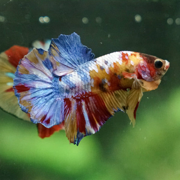 Multicolor/Galaxy Koi Plakat -13 weeks Old