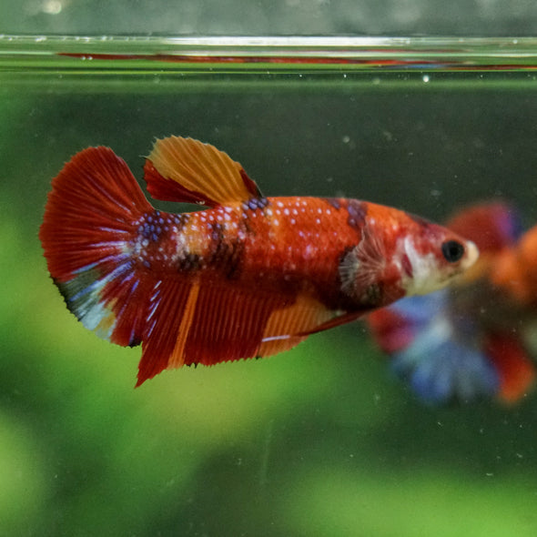 Multicolor/ Galaxy Koi Plakat- Female- 13 Weeks Old
