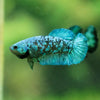 Black Galaxy Koi Plakat (Avatar) - Female- 13 Weeks Old