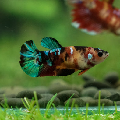 Multicolor/ Galaxy Koi Plakat - Female- 13 Weeks Old