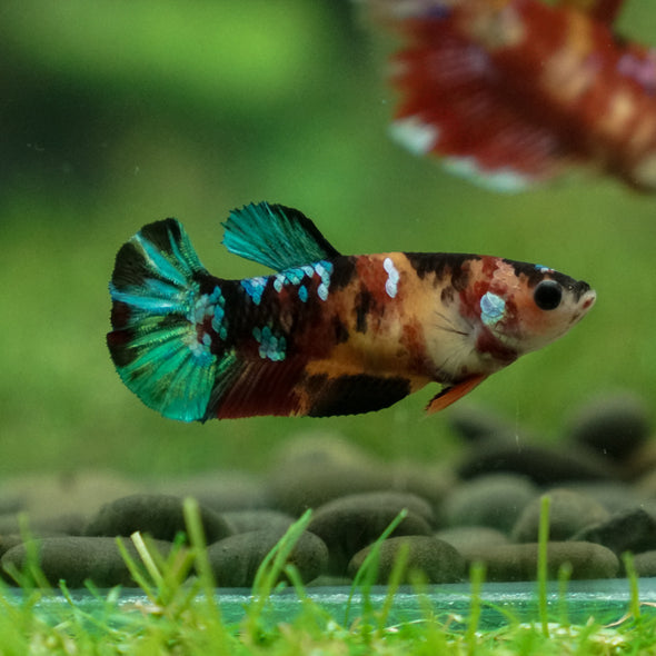 Multicolor/ Galaxy Koi Plakat - Female- 13 Weeks Old