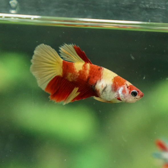 Multicolor/ Galaxy Koi Halfmoon - Female- 13 Weeks Old