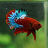 Red Fancy (Hell Boy) Plakat -13 weeks Old