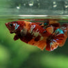 Multicolor/ Galaxy Koi Plakat- Female- 13 Weeks Old