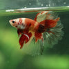 Galaxy/Candy Koi Halfmoon - 10 weeks old