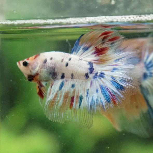 Galaxy/Candy Koi Halfmoon - 14 weeks old