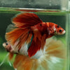 Galaxy/Candy Koi Halfmoon - 14 weeks old