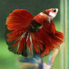 Galaxy/Candy Koi Halfmoon - 14 weeks old