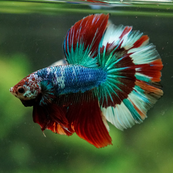 Galaxy/Candy Koi Halfmoon - 14 weeks old