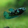 Black Galaxy Koi Plakat (Avatar) - Female- 13 Weeks Old