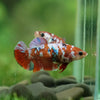 Multicolor/ Galaxy Koi Plakat- Female- 13 Weeks Old