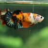 Multicolor/ Galaxy Koi Plakat - Female- 13 Weeks Old