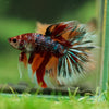 Galaxy/Candy Koi Halfmoon - 14 weeks old