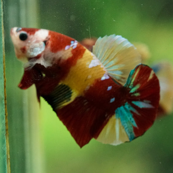 Multicolor/Galaxy Koi Plakat -16 weeks Old