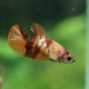 Multicolor/ Galaxy Koi Plakat- Female- 13 Weeks Old