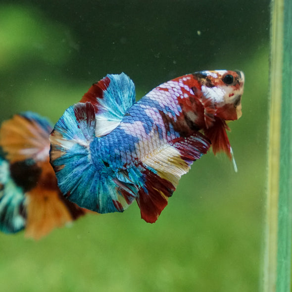 Multicolor/Galaxy Koi Plakat -13 weeks Old