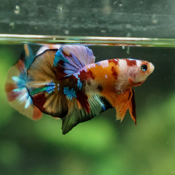 Multicolor/Galaxy Koi Plakat -13 weeks Old