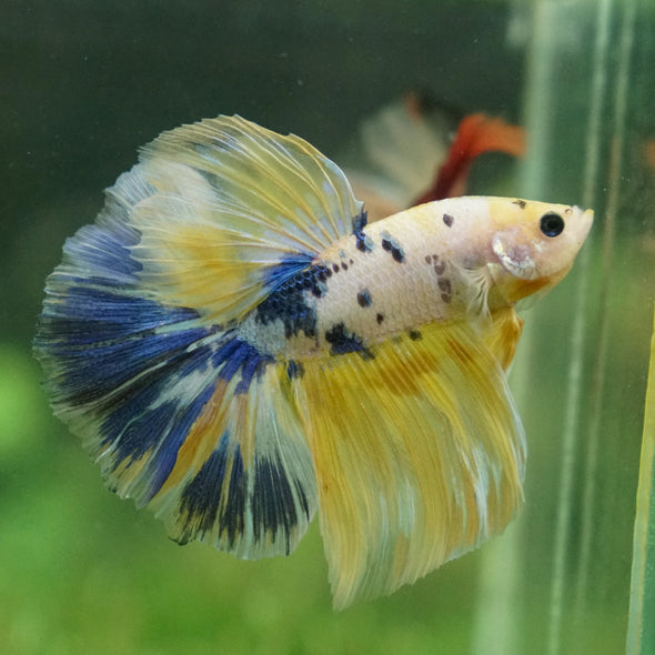 Galaxy/Candy Koi Halfmoon - 13 weeks old