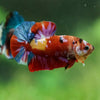 Multicolor/Galaxy Koi Plakat -15 weeks Old