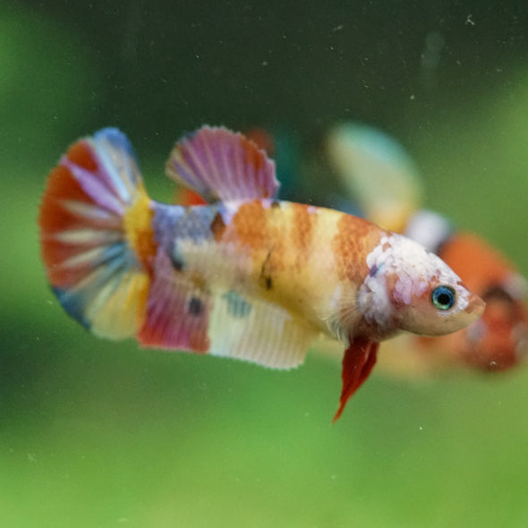 Multicolor/ Galaxy Koi Plakat- Female- 13 Weeks Old