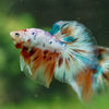 Galaxy/Candy Koi Halfmoon - 14 weeks old