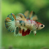 Multicolor/ Galaxy Koi Halfmoon- Female- 13 Weeks Old