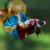 Multicolor/Galaxy Koi Plakat -13 weeks Old