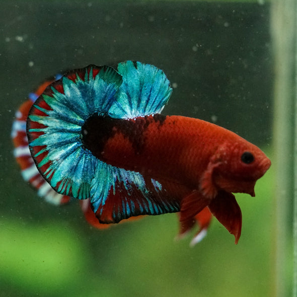 Red Fancy (Hell Boy) Plakat -13 weeks Old