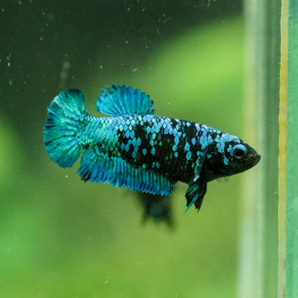 Black Galaxy Koi Plakat (Avatar) - Female- 13 Weeks Old