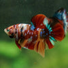 Multicolor/Galaxy Koi Plakat -16 weeks Old