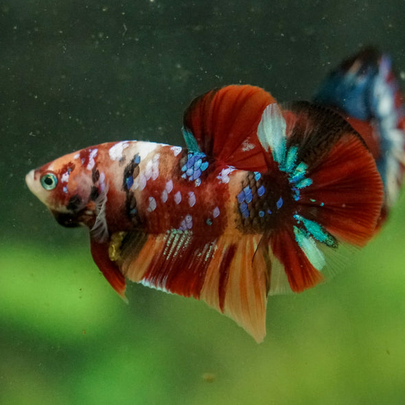 Multicolor/Galaxy Koi Plakat -16 weeks Old