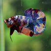 Multicolor/Galaxy Koi Plakat -16 weeks Old